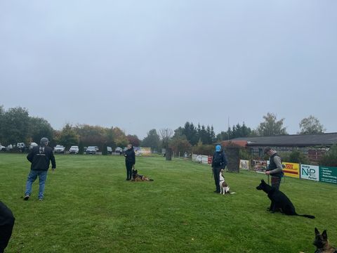 Foto 1 vom Vereinsleben des HSV Reichenbach, 2026 – Hunde im Ablegen beim Gruppentraining auf dem Platz