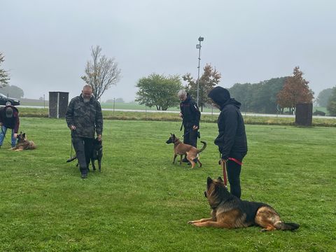 Foto 2 vom Vereinsleben des HSV Reichenbach, 2026 – Gruppentraining mit mehreren Hunden auf der Wiese