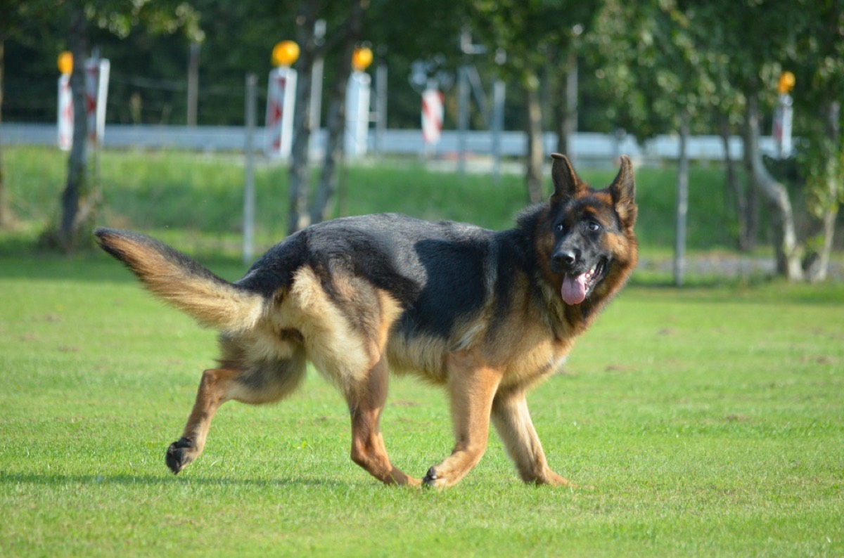 Deutscher Schäferhund trabt über die Trainingswiese des HSV Reichenbach